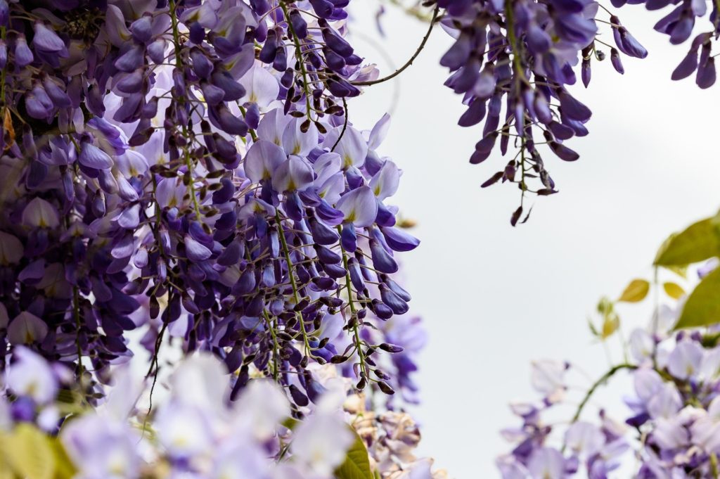 Glycine en fleur sur façade en pierre vieux corps de ferme Aix-les-Bains - La Maisonnette